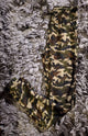 Camouflage Leggings